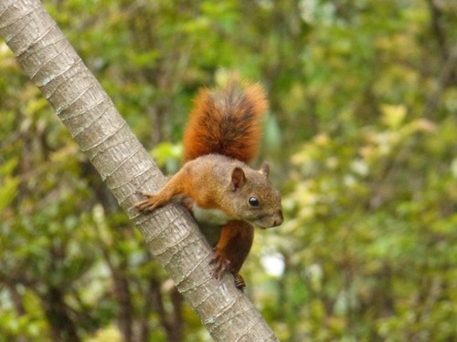Red-tailed Squirrel