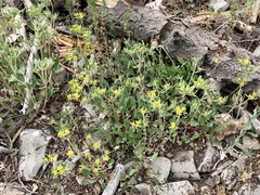 Eriogonum wootonii