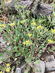 Eriogonum wootonii
