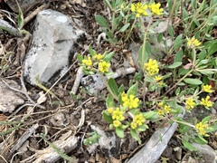 Eriogonum wootonii