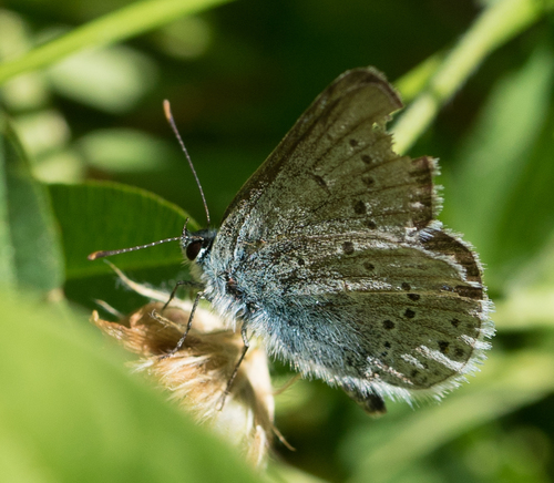 iNaturalist observation photo of Icaricia