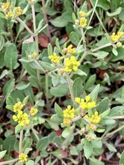 Eriogonum wootonii
