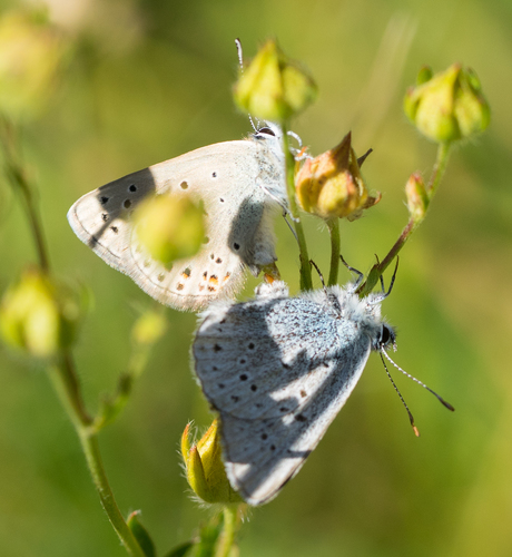 iNaturalist observation photo of Greenish Blue