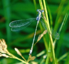 Lestes dryas