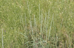 Thinopyrum intermedium intermedium