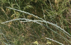 Thinopyrum intermedium intermedium