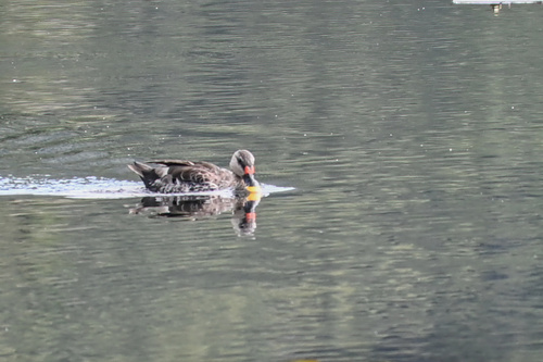 Canard à bec tacheté (Anas poecilorhyncha)