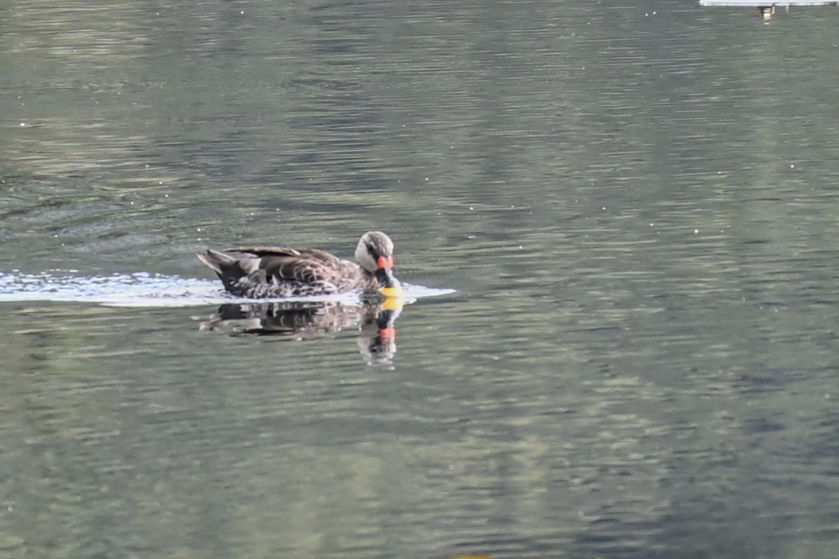 Indian Spot-billed Duck (Anas poecilorhyncha)