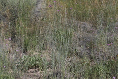 Thinopyrum intermedium intermedium