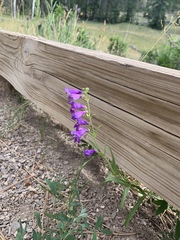 Penstemon neomexicanus