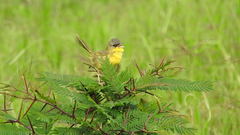 Geothlypis poliocephala
