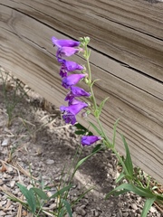 Penstemon neomexicanus
