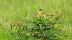 Geothlypis poliocephala