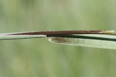 Urocystis agropyri