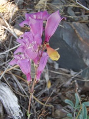 Penstemon laetus