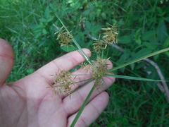 Cyperus polystachyos polystachyos