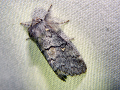 Gluphisia avimacula