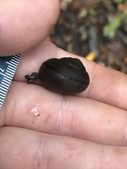 Helminthoglypta nickliniana