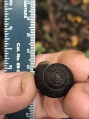 Helminthoglypta nickliniana
