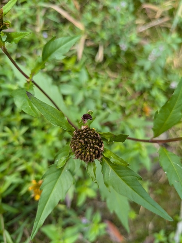 Image of Bidens amplissima by (c) Jan Smith, some rights reserved (CC BY)