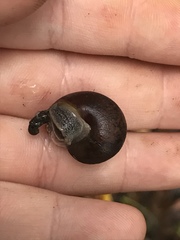 Helminthoglypta nickliniana