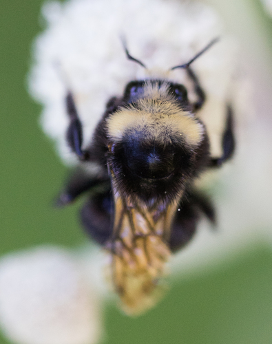 iNaturalist observation photo of Pyrobombus