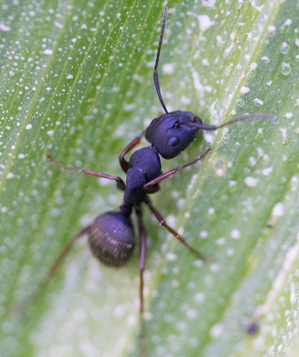iNaturalist observation photo of Western Black Carpenter Ant