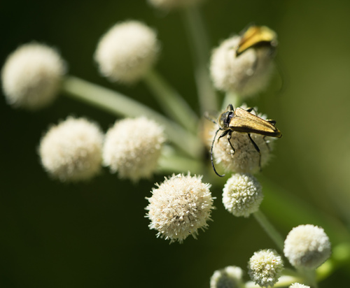 iNaturalist observation photo of Yellow Velvet Beetle