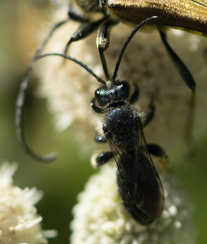 iNaturalist observation photo of Short-faced Bees