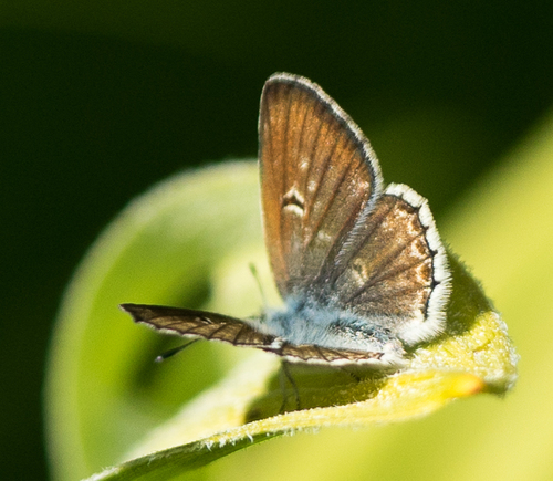 iNaturalist observation photo of Sierra Blue