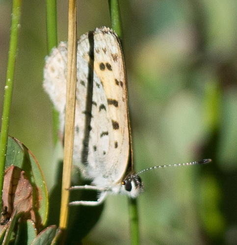iNaturalist observation photo of Mariposa Copper