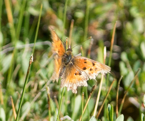 iNaturalist observation photo of Commas