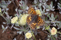 Chlosyne acastus sterope