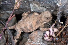 Phrynosoma douglasii