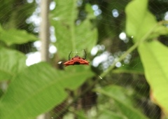 Gasteracantha signifera