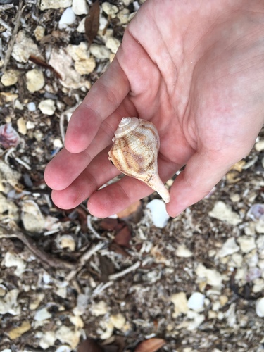 Fulguropsis pyruloides