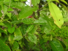 Gasteracantha signifera