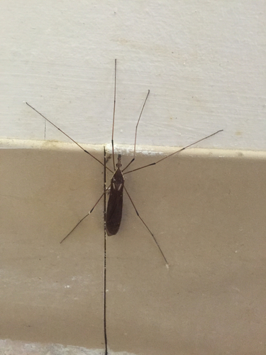 iNaturalist observation photo of Giant Western Crane Fly