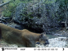 Puma concolor couguar