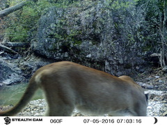 Puma concolor couguar