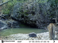 Puma concolor couguar