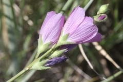 Sidalcea sparsifolia