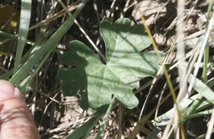 Sidalcea sparsifolia