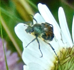 Trichiotinus viridans