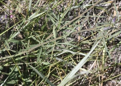 Sidalcea sparsifolia