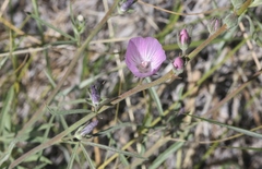 Sidalcea sparsifolia