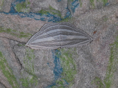 Acropteris rectinervata