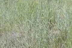 Thinopyrum intermedium intermedium