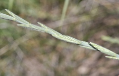 Thinopyrum intermedium intermedium