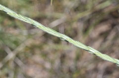 Thinopyrum intermedium intermedium